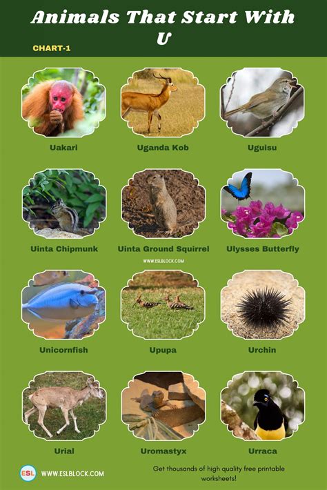 Animals That Start With U