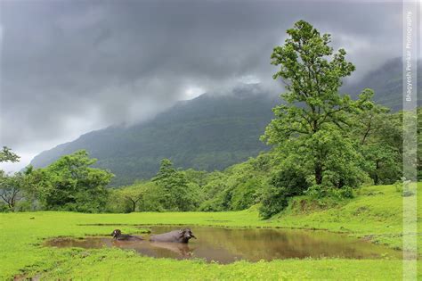 Western Ghats Evergreen Wild life Kerala; Protect endangered species in Indian rainforest ...