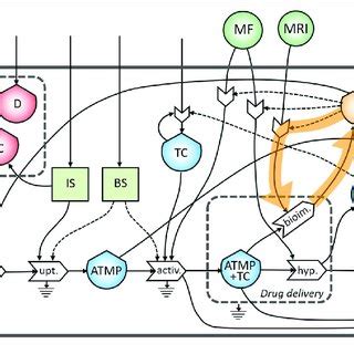 Image result for Cell Graphical Abstract Feedback Loop