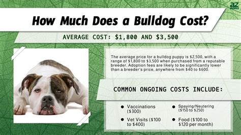 Bulldog Prices in 2024: Purchase Cost, Vet Bills, and More! - A-Z Animals