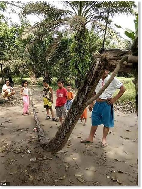 Image result for Giant.python Found in Indonesian