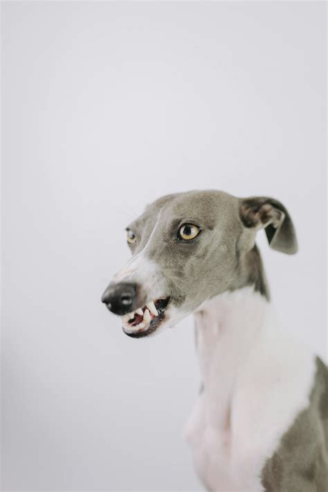 32,687+以上の無料Normal bun levels in dogs画像