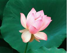 Lotus Picture by Sun Shines Beautifull Lotus Flower Pictures Lotus Picture