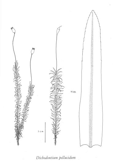E-Flora BC: Electronic Atlas of the Flora of BC