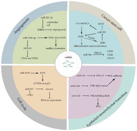 MiRNAs and Cancer: Key Link in Diagnosis and Therapy