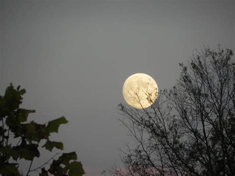 Naturalist Walk: Bats & Bugs, 16290 Thoroughfare Rd., Broad Run, VA ...