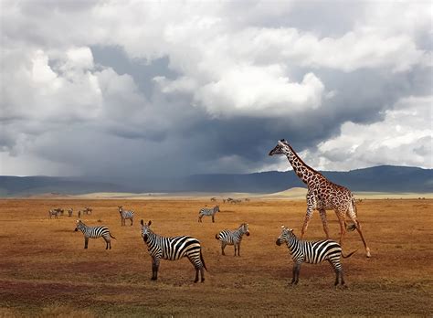 Wildlife Safari and Zanzibar Adventure 13 Nights 14 Days Tanzania Tour ...