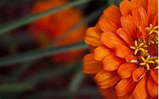 Black And Orange Flower Wallpaper by Black And White Flowers Wallpaper 1024x768 846 Black And Orange Flower Wallpaper