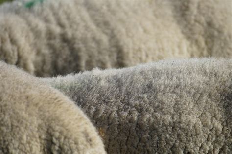 Image result for Wool Animals