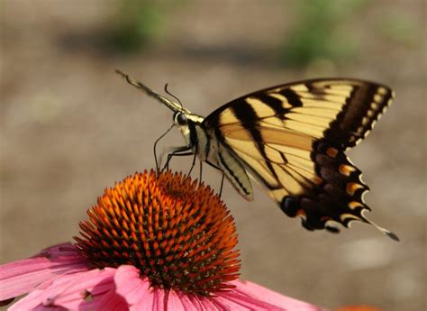 Instant Butterfly Garden, 3120 Barley Mill Rd, Hockessin, DE, United ...