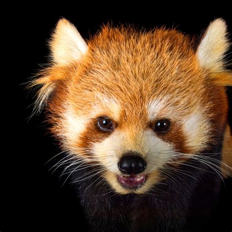 Red Panda Face