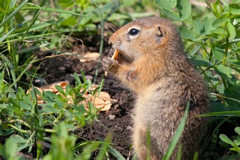 8 Natural Ways Arizona Homeowners Are Keeping Gophers Out Of Their Yards