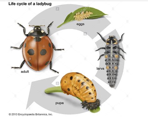 Life cycle | Life cycles, Metamorphosis, Lady beetle