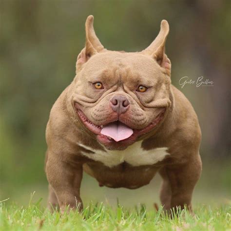 Micro Bullies breeder in Australia – G-NETIX BULLIES - Pocket American ...