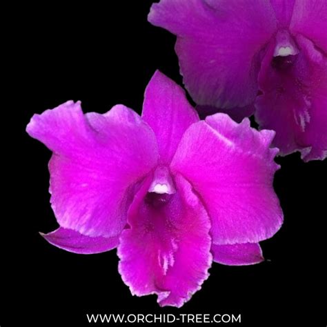 Beginner's Orchids – Orchid-Tree