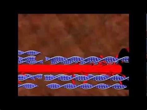 Image result for Muscle Contraction Animation Steps