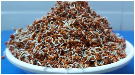 हाई कोलेस्ट्रॉल में अंकुरित रागी खाने के फायदे | Sprouted Ragi benefits ...