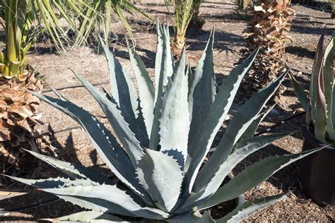 Agave Americana — GDNC Nursery