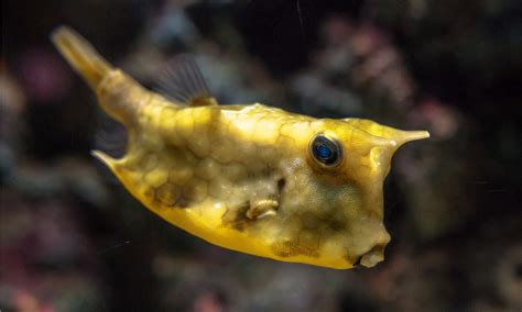 Image result for Boxfish Facts