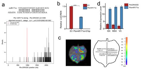 Identification of miR171a-GRAS50 Regulatory Module Associated with Wood ...