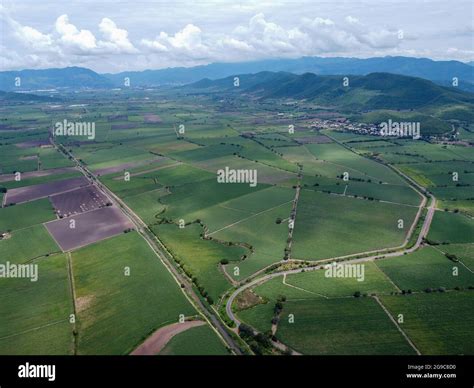 An aerial view of sugar cane fields in the Autlan valley of Navarro ...