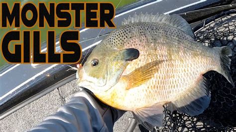 Image result for Clean and Cook Bluegill