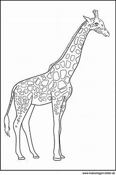 malvorlagen giraffen title mit bildern malvorlagen tiere giraffen malvorlagen giraffen title mit bildern malvorlagen tiere giraffen