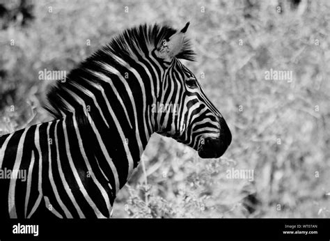 Image result for Zebra Side View