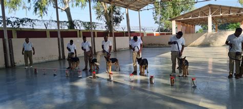 Cats & Dogs: 'Super Sniffer' dog squad to protect Namibian cheetahs ...