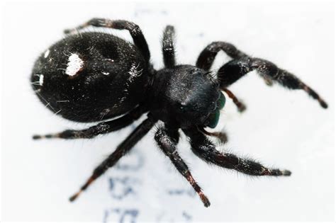 Spider Black With White Stripes