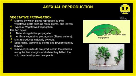 How do organisms reproduce by saloni (1).pptx