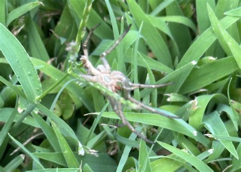 Please help identify this upside down spider - Oklahoma : r/spiders