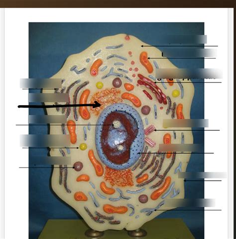 Normal Cell Structure 的图像结果