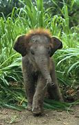 Image result for Baby Animal Wallpaper HD