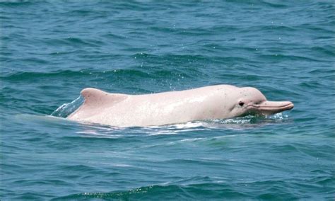白海豚真的會轉彎 去年觀測到32隻 - 生活 - 自由時報電子報