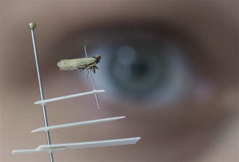 Tiny insect plagues German crops, raising fears of wider spread | Euractiv