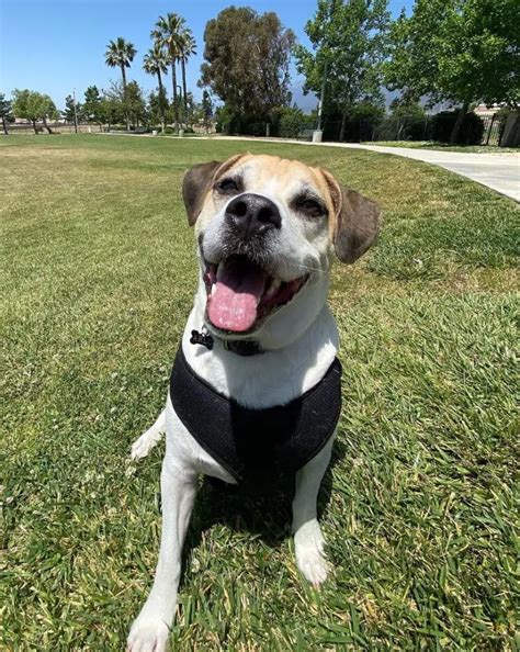 Image result for Boxer Mix Dogs