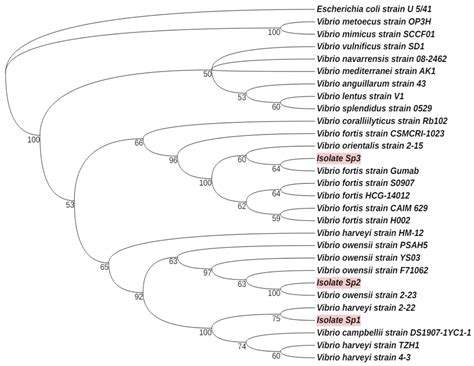 Antibiotic Resistance in Vibrio Bacteria Associated with Red Spotting ...