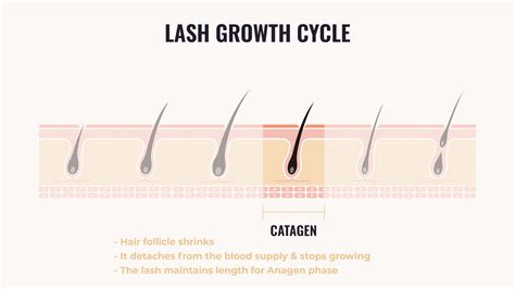 Eyelash Growth Cycle Explained: Anagen, Catagen, and Telogen Phases - phases of hair growth