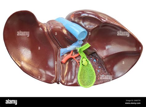 Image result for Liver Models Labeled