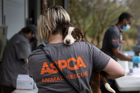 Animal Control Officers – the unsung heroes of animal rescue | Animal Wellness Magazine