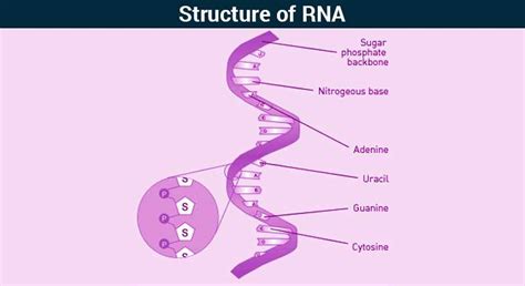 RNA 的图像结果