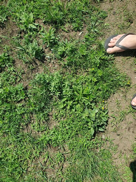 Planted grass two weeks ago : r/lawncare