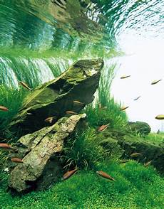 amano aquascape takashi amano nature aquarium aquascapes t a g amano aquascape takashi amano nature aquarium aquascapes t a g