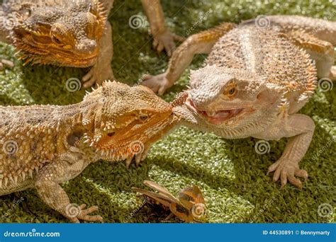 Biting Bearded Dragon