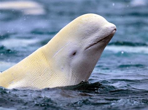 Beluga Whale Images