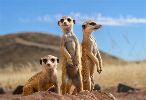 Free Science Lessons a Level Biology 的图像结果