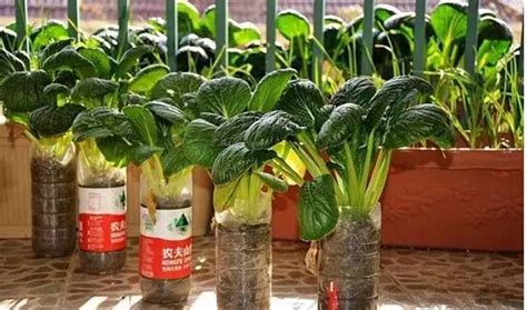 蔬菜滴灌-山东禾润节水灌溉科技有限公司