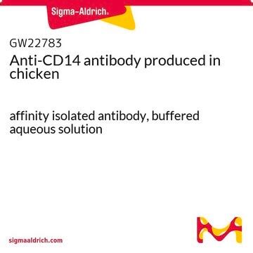 CD14 antibody Western GW22783