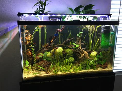 My 29 gallon planted tank : r/AquariumPorn